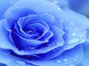 Blue-rose-wallpaper23