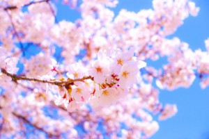 DSC_0109-600x401